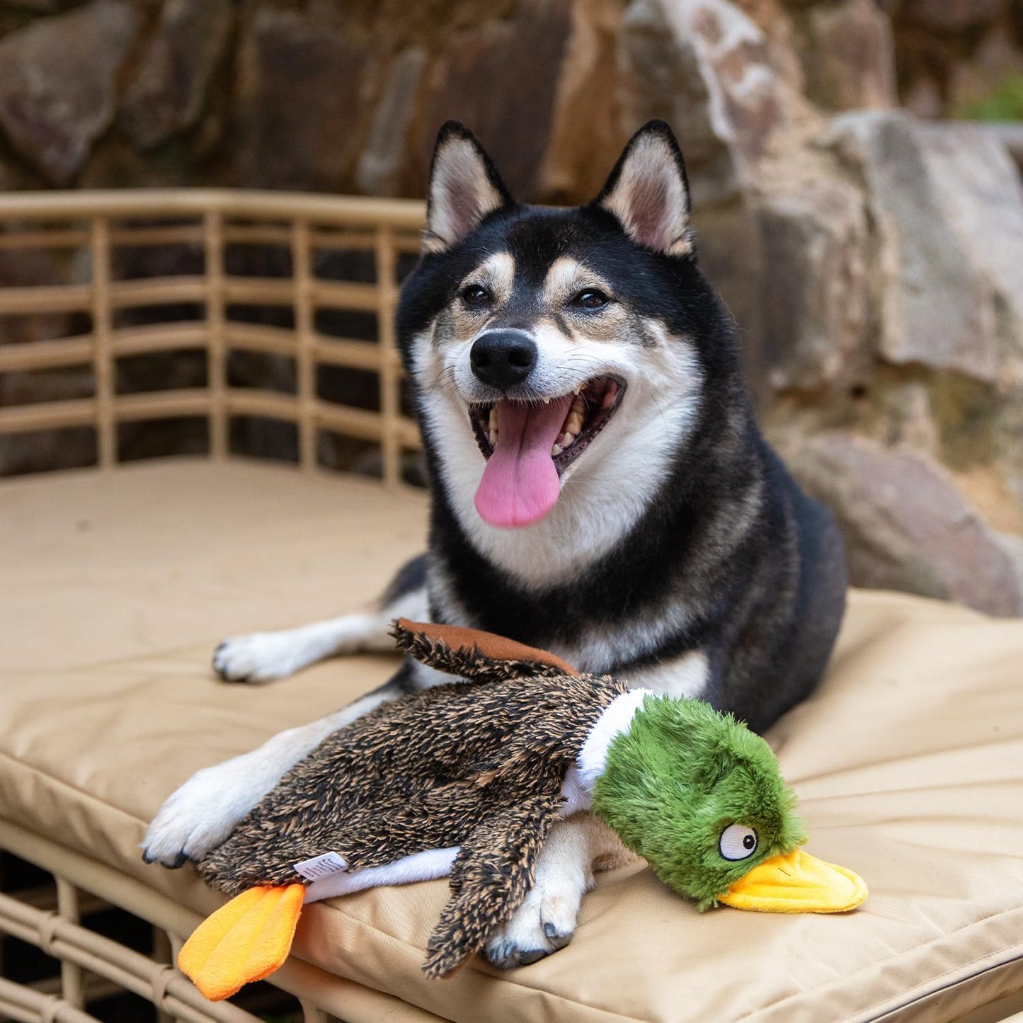 Best Pet Supplies Squeaky Dog Toys with Soft Durable Fabric for Small, Medium and Large Pets Interactive Toy for Indoor Play, Supports Active Biting and Play - 1Wild Duck, Small